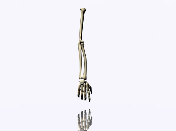 Скелетная рука — стоковое фото