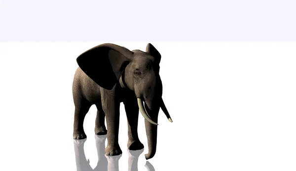 Slon — Stock fotografie