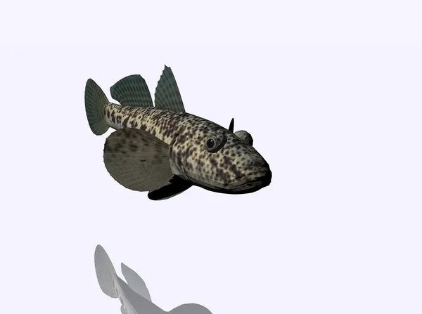 Stor fisk — Stockfoto