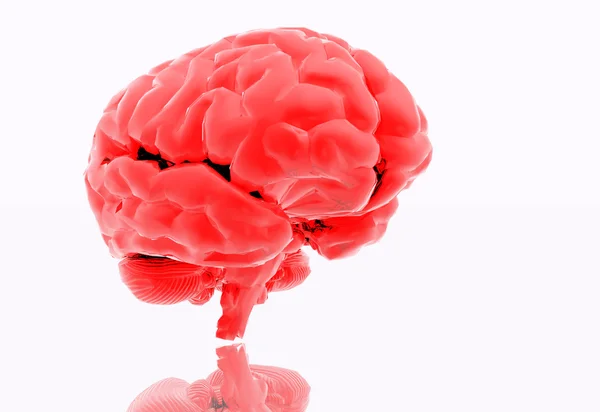 stock image Brain illustration