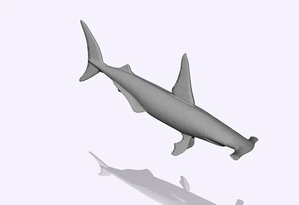 Tubarão-martelo — Fotografia de Stock