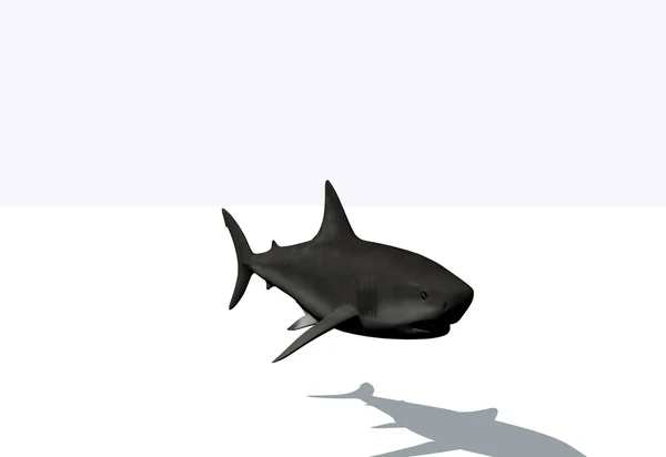 Great white shark — Stock Photo, Image