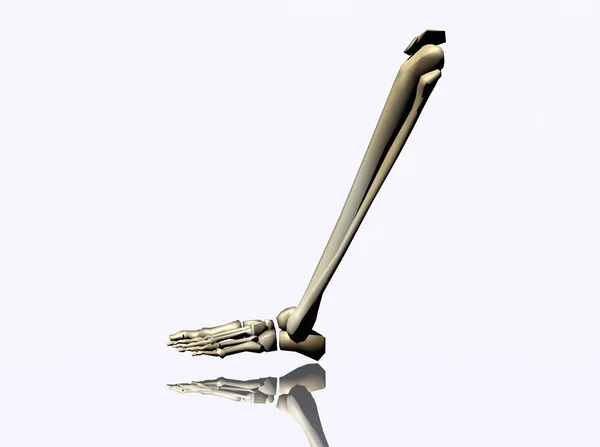 Скелетная нога — стоковое фото