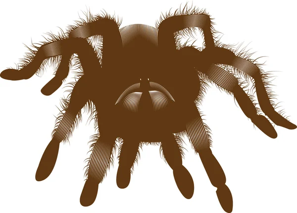 Большой паук — стоковое фото