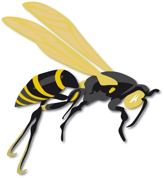 Ilustração da vespa — Fotografia de Stock