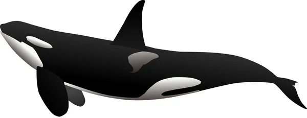 Ocra - baleia assassina — Fotografia de Stock
