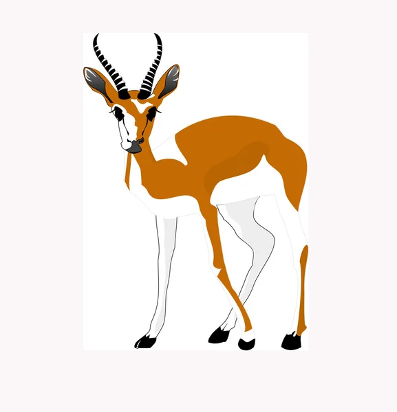 SPRINGBOCK antilop — Stockfoto