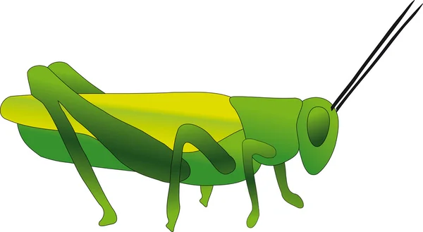 Gröna cricket — Stockfoto
