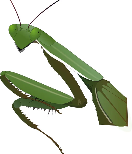 Rezar mantis — Fotografia de Stock