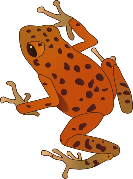 Оранжевая лягушка — стоковое фото