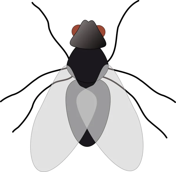 Ilustração da mosca — Fotografia de Stock