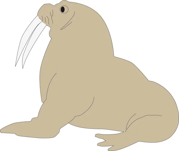 Walrus — Stock Photo, Image