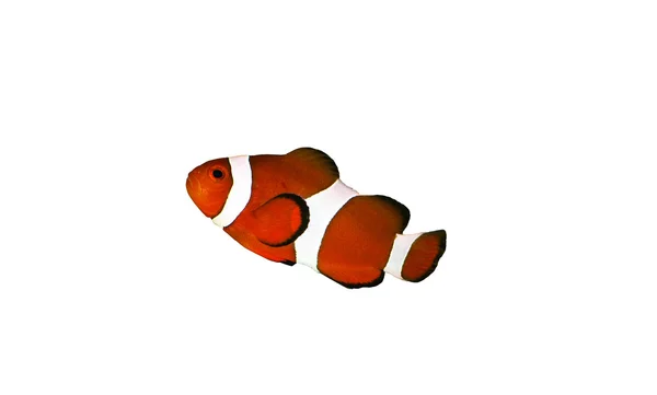 Peixe-palhaço — Fotografia de Stock
