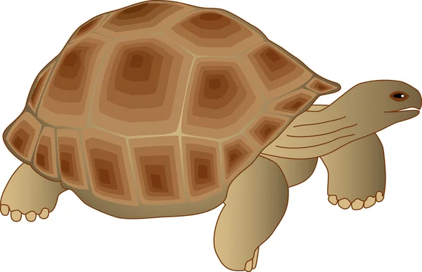 Sürüngen kaplumbağa — Stok fotoğraf