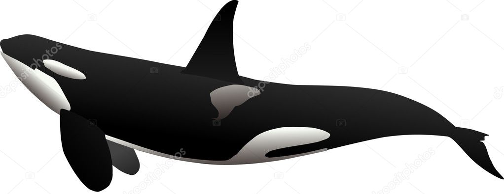 Ocra - killer whale