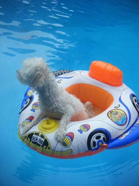 Beyaz ıslak köpek Yüzme Telifsiz Stok Imajlar