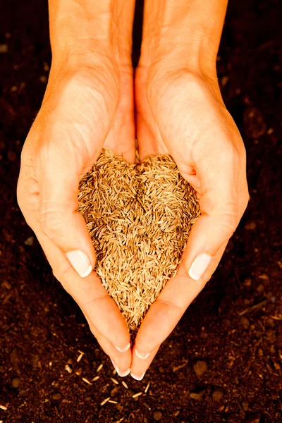 Seeds of love — Stock Photo, Image