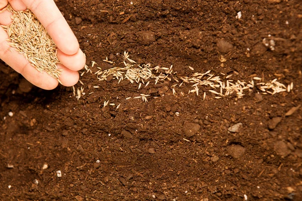 Tohumlar verimli topraklar üzerinde — Stok fotoğraf