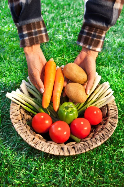 Agricultor con una cesta llena de verduras biológicas Fotos de stock libres de derechos