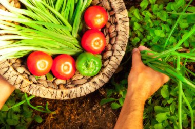 Home garden harvest of fresh summer vegetables clipart