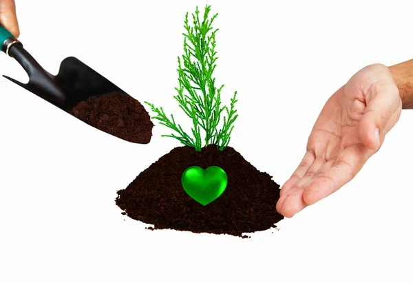 Plantando uma pequena árvore — Fotografia de Stock
