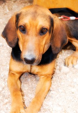 onun gözlerindeki hüzün dolu bir bakış ile yalnız köpek