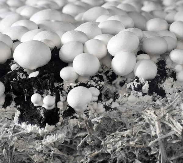 Mushroom farm Stockfoto