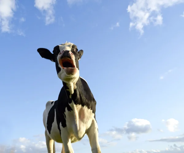Vaca com aspecto espantado Fotos De Bancos De Imagens