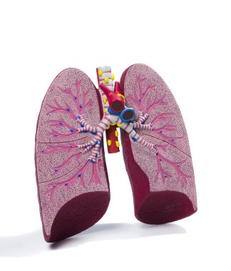 Anatomic model of a lung clipart