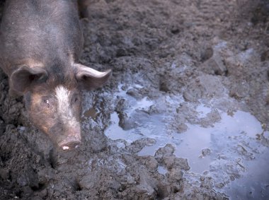 Pig in mud clipart