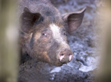 Pig in mud clipart