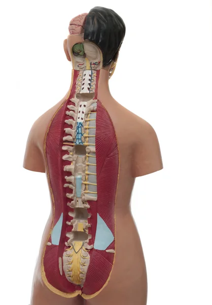Medical study model of an human torso — Stock Photo, Image