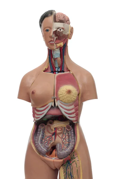 Modelo de estudo médico de um tronco humano — Fotografia de Stock