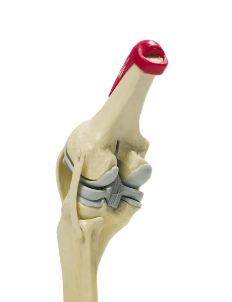Anatomisk modell av ett knä Stockbild