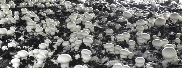 Mushroom farm Stockafbeelding