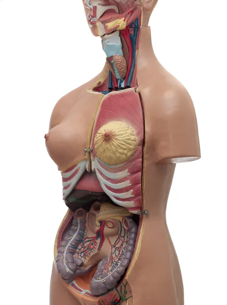 Medical study model of an human torso Stock Photo