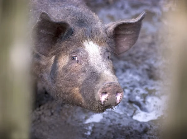 진흙에 있는 돼지 스톡 사진