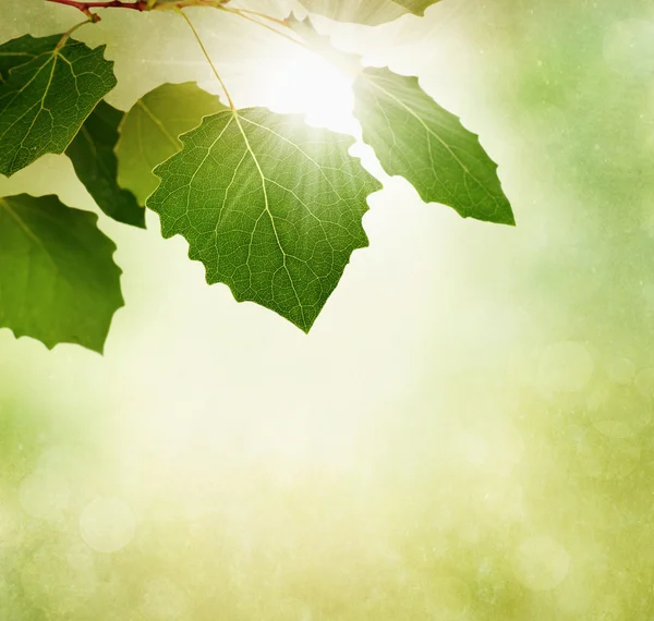 Herbst oder Herbst Rand mit Blättern auf strukturiertem Hintergrund — Stockfoto