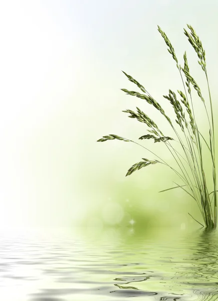 Weizenkorn-Design Hintergrund mit Kopierraum — Stockfoto