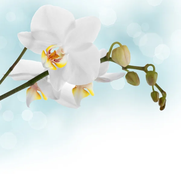 Біла орхідея рамка дизайну — стокове фото