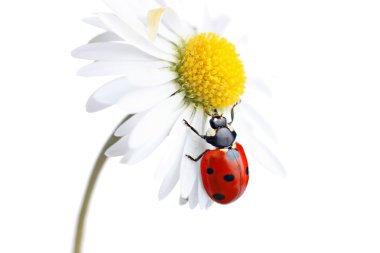 Ladybug (coccinellidae) on daisy flower clipart