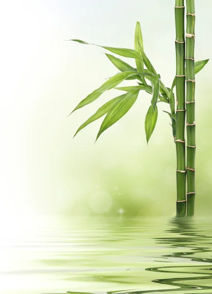 Lucky bamboo design border — Stok fotoğraf