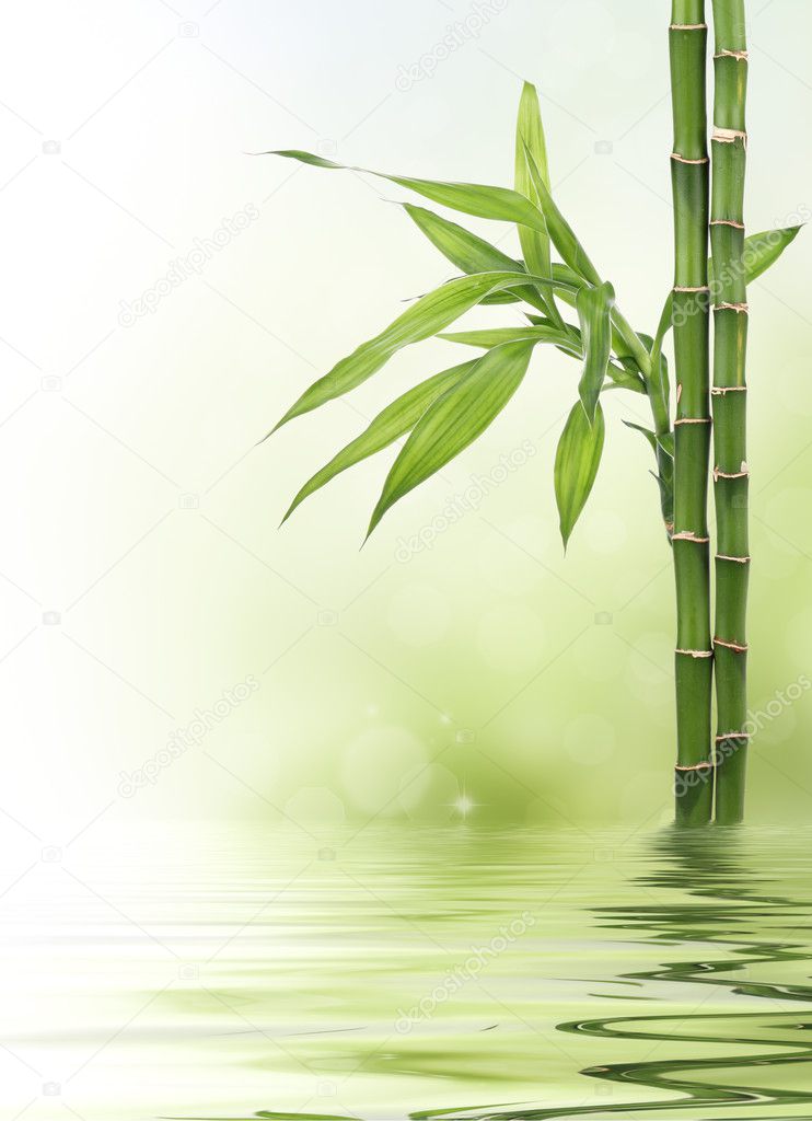 Lucky bamboo design border