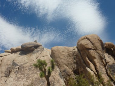 Joshua Tree Ulusal Parkı