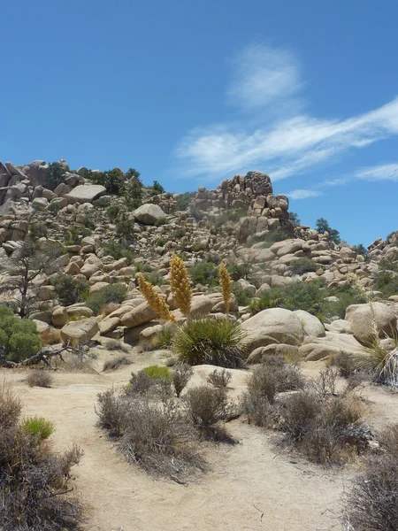 Joshua Tree Ulusal Parkı