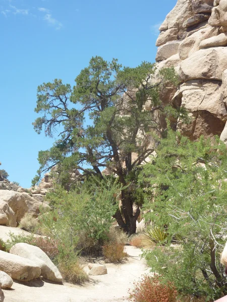 Parque Nacional Joseph Tree — Foto de Stock