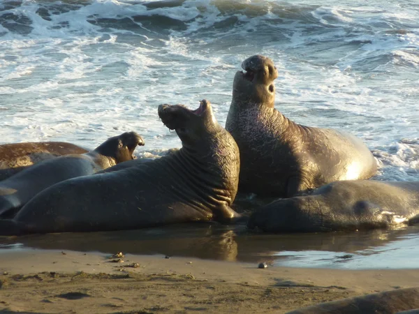 stock image Elephant Seals