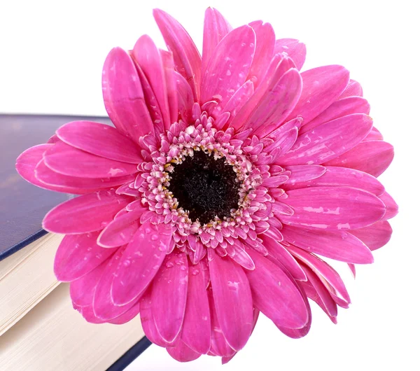 Flower in a closed book — Stock Photo, Image