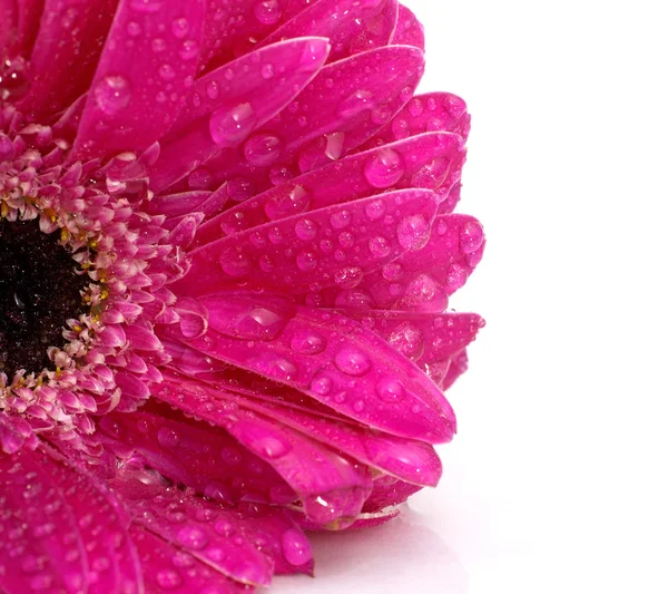 Kwiat gerbera — Zdjęcie stockowe