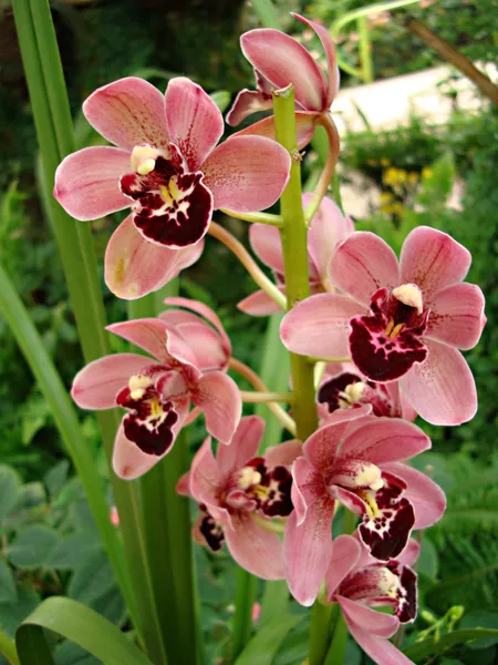 Pembe orkide çiçekleri — Stok fotoğraf